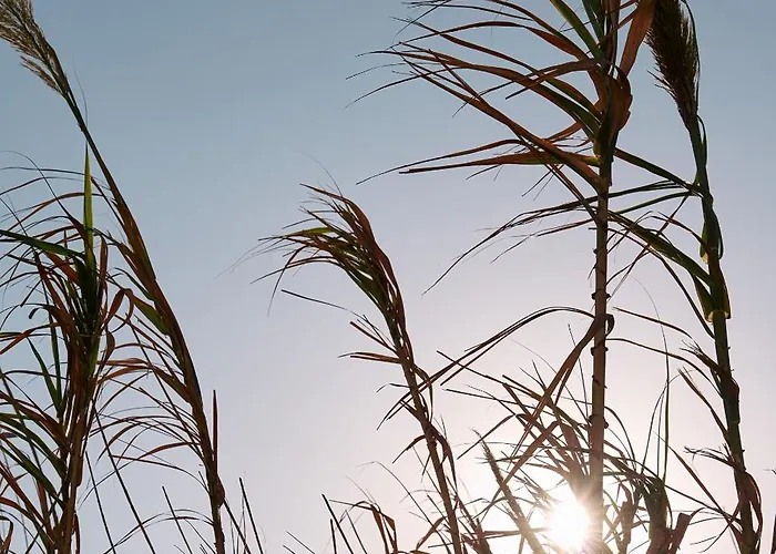 Kalea Mykonos Ornos (Mykonos)