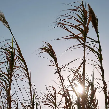 Kalea Mykonos أورنوس